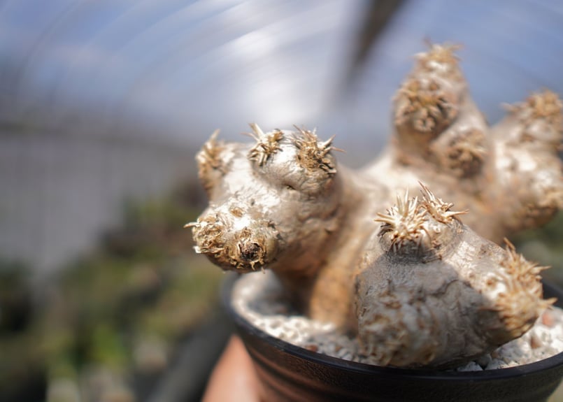 パキポディウム エブレネウム Pachypodium eburneum No.2 | mana