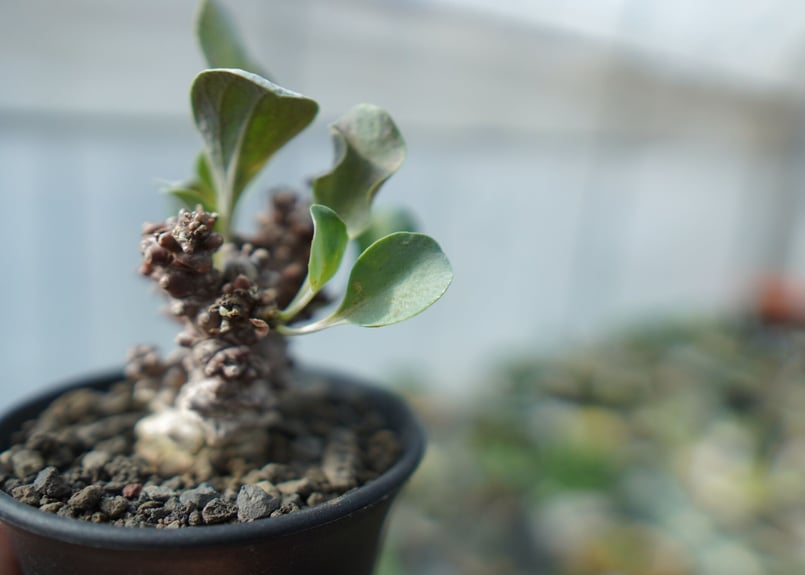 オトンナ ヘレー Othonna herrei C3 | mana's farm:塊根植物・ア