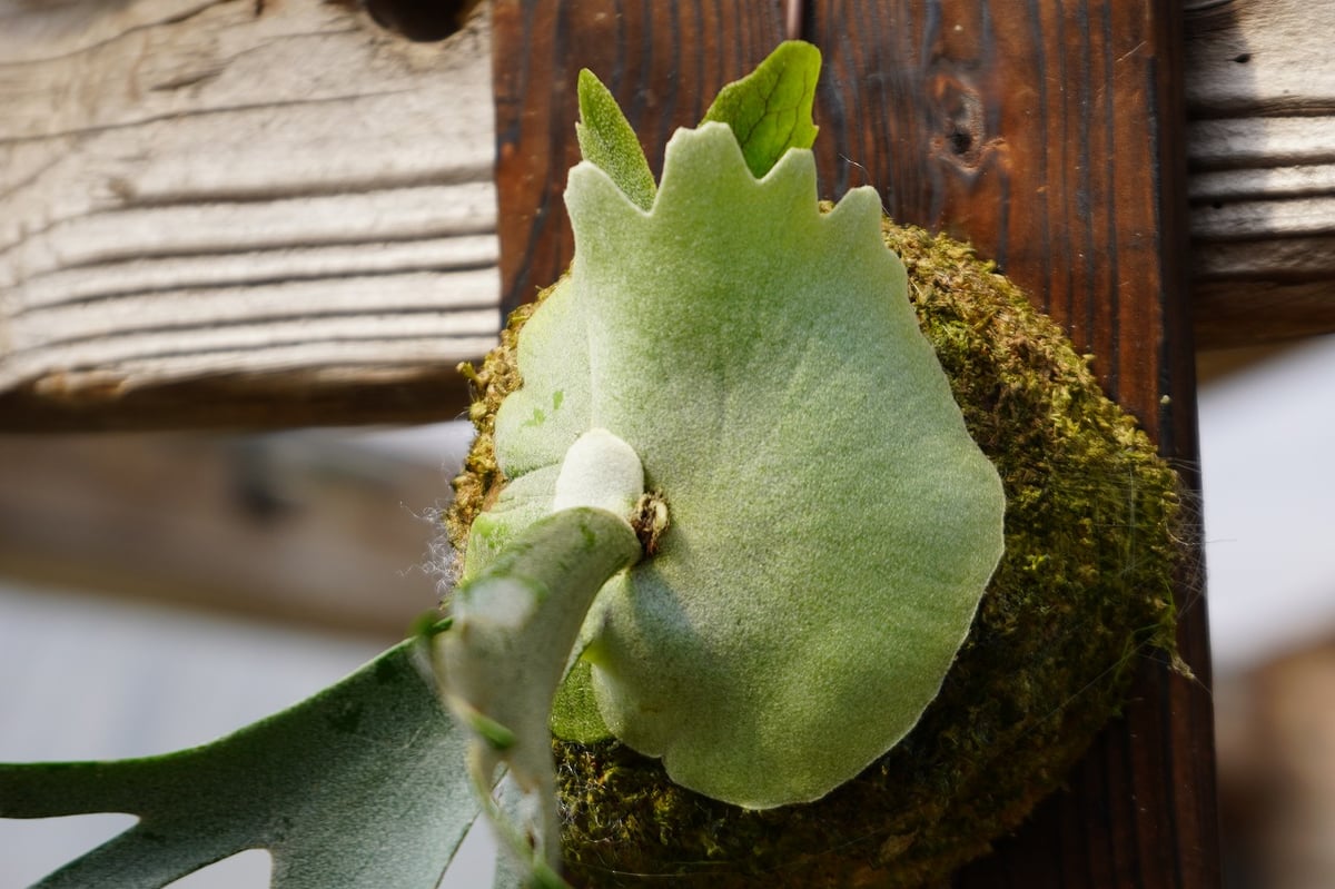 ビカクシダ P.willinckii 'Jewel' spore 149c2d4707e891ff5e0e46a5e15b68