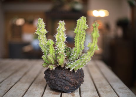 ユーフォルビア ノベリー　Euphorbia knobelii