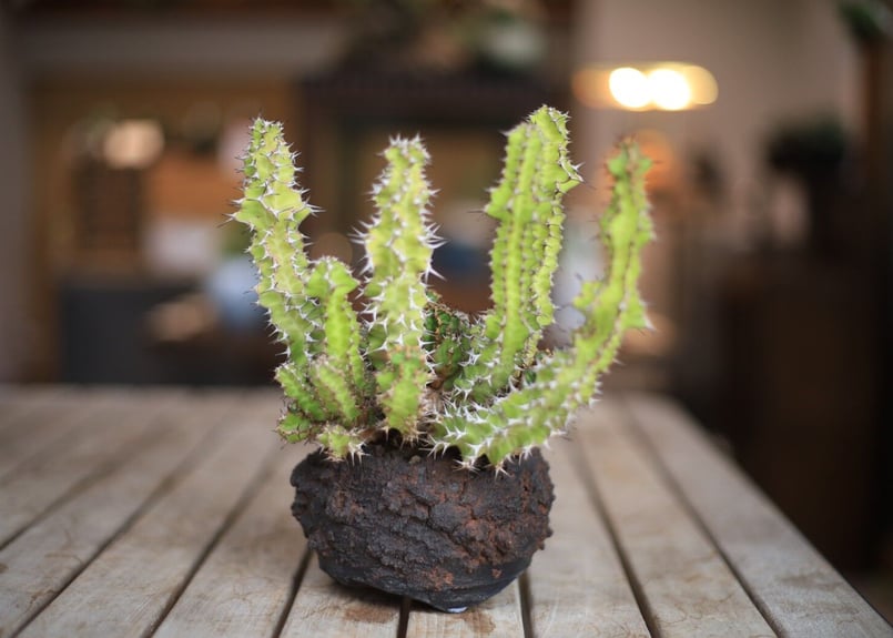 ユーフォルビア ノベリー Euphorbia knobelii | mana's farm:塊