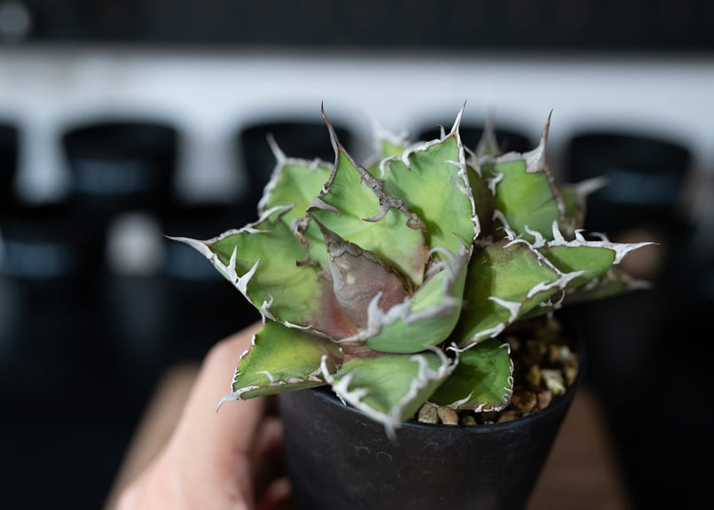 アガベ オアハカ　現地球株　胴切り天 アガベ オアハカ 現地球株 胴切り天 アガベオアハカ現地球胴切り天