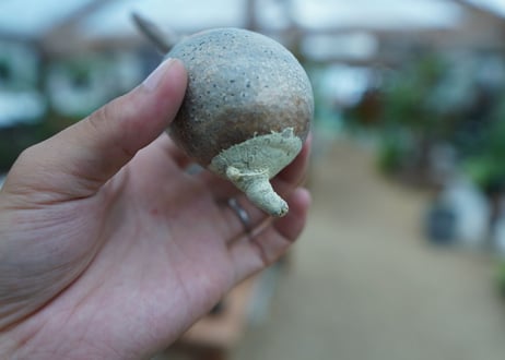 【抜き苗】パキポディウム　グラキリス　 Pachypodium Gracilius  No.6
