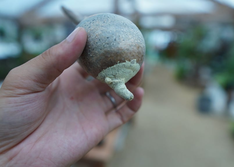 抜き苗】パキポディウム グラキリス Pachypodium Gracilius No.6