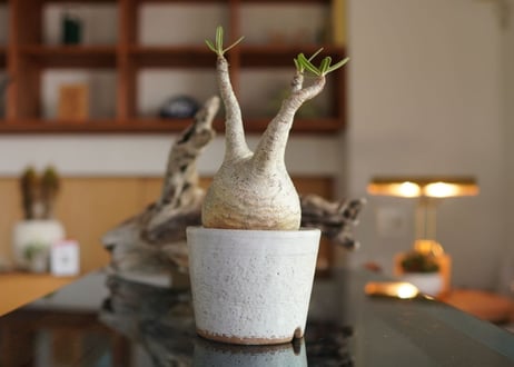 パキポディウム　グラキリス　 Pachypodium Gracilius