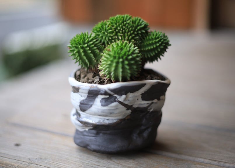 ユーフォルビア スザンナエ Euphorbia susannae | mana's farm: