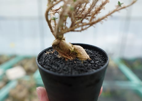 姫紅小松　Trichodiadema bulbosum No.1