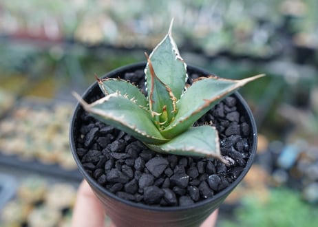 アガベ　チタノタ　FO-76　Agave titanota  FO-76　No.8