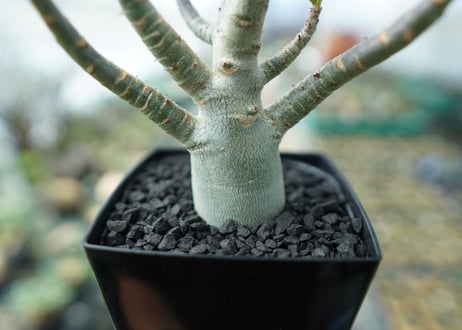 アデニウム　Adenium　No.6
