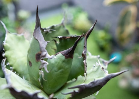Agave titanota FO-76 B NO.2
