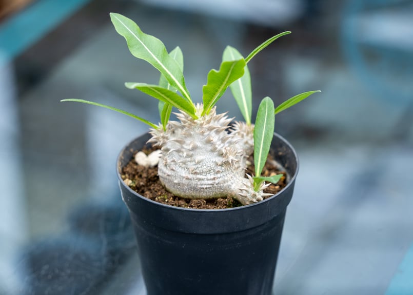 パキポディウム 恵比寿大黒 | mana's farm:塊根植物・アガベ