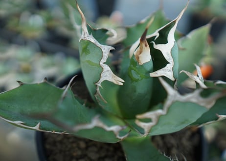 アガベ　チタノタ　agave titanota　A5