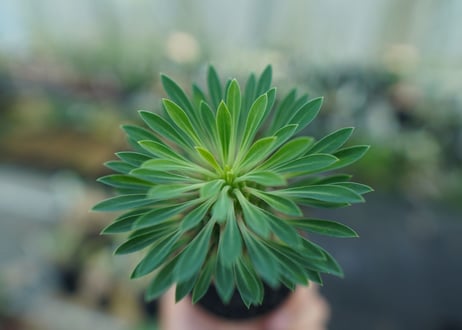 ユーフォルビア　ソテツキリン "パイナップルコーン"　Euphorbia sotetsukirin  No.8