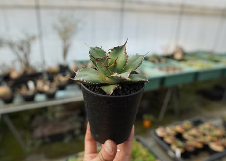 アガベ　チタノタ　FO-76　agave titanota FO-76