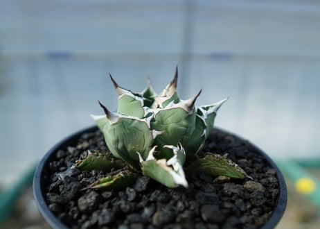 アガベ　チタノタ　FO-76　Agave titanota FO-76　No.1