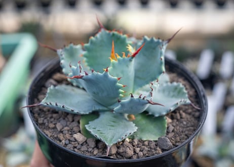 アガベ　ポタトラム　”スポーン”　agave potatorum "spawn"