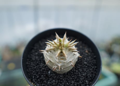 パキポディウム　恵比寿大黒　Pachypodium Densicaule　No.8