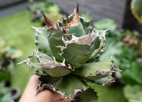 Agave White flame B 白火焔  NO.3
