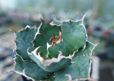 アガベ　チタノタ　白鯨　Agave titanota White whale　No.1