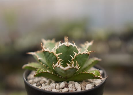 agave titanota　フィリグリー  NO.2