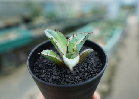 アガベ　チタノタ　 ブラックアンドブルー 　Agave titanota black and blue　No.2