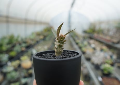 パキポディウム　バロニー　Pachypodium baronii