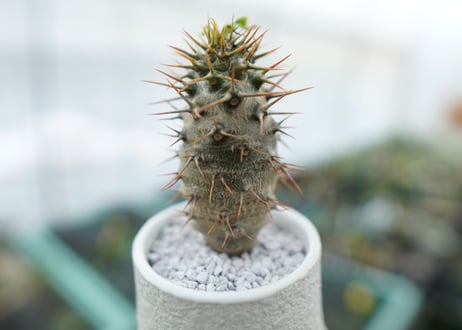 パキポディウム　ラメリー　Pachypodium lamerei