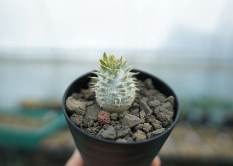 パキポディウム　デンシフローラム Pachypodium densiflorum  No.2