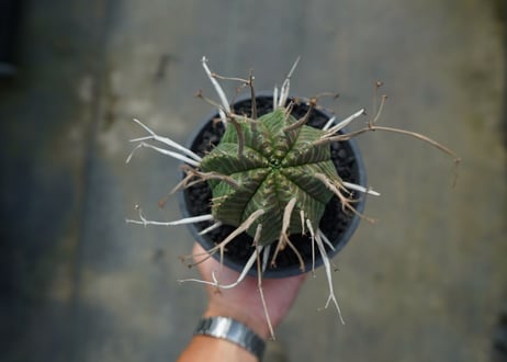 ユーフォルビア　スーパーバリダ　Euphorbia super valida  No.2