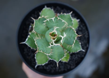 アガベ　チタノタ　フィリグリー　agave titanota filigree　No.5