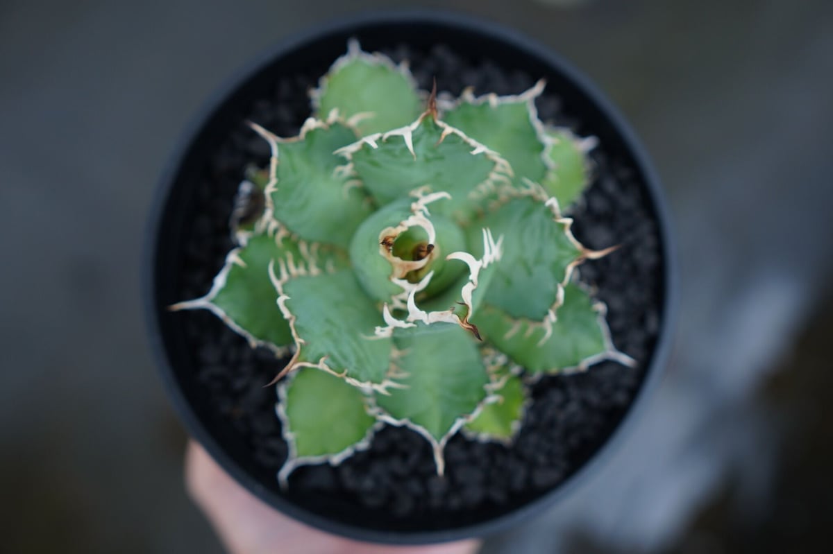 アガベ チタノタ フィリグリー agave titanota filigree No.5 | アガベ チタノタ フィリグリー agave titanota filigree No.5 |