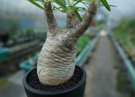 【発根管理中】パキポディウム　グラキリス　 Pachypodium Gracilius  No.2