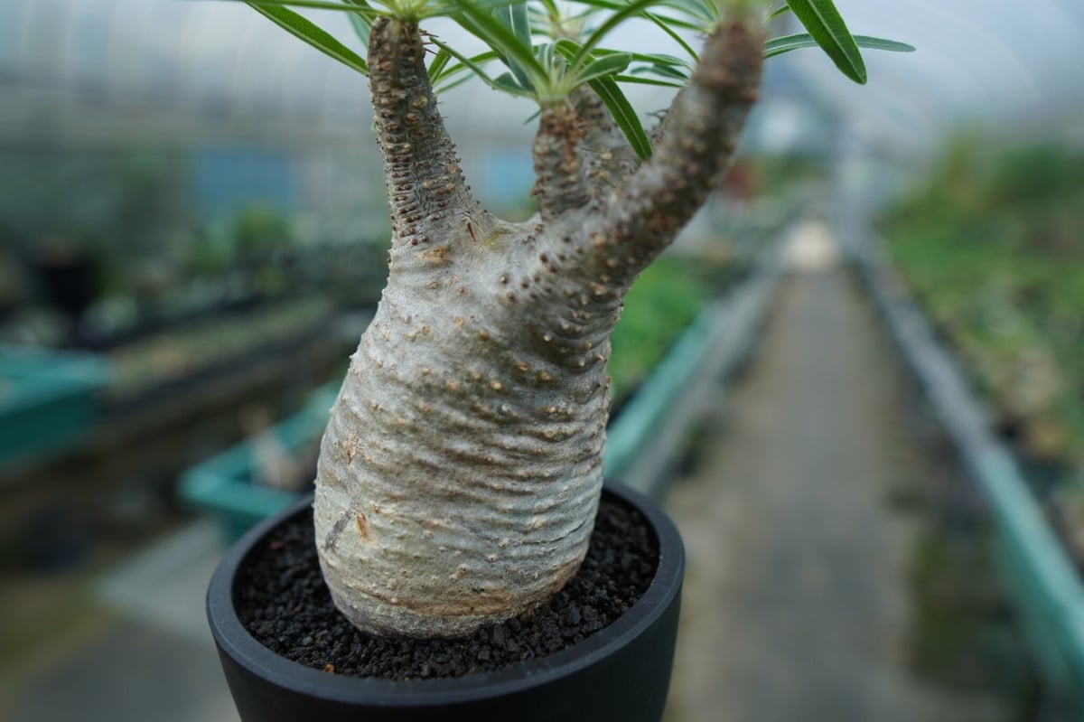 発根管理中】パキポディウム グラキリス Pachypodium Gracilius No...