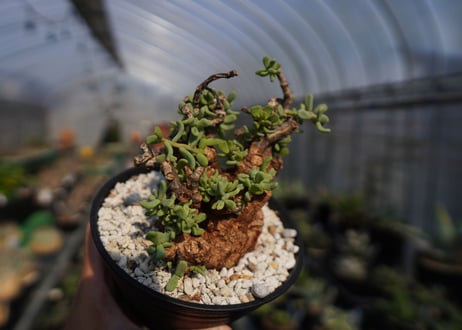 ケラリア ピグマエア Ceraria pygmaea  No.2