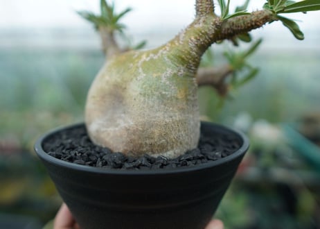 パキポディウム　グラキリス　 Pachypodium Gracilius  No.4