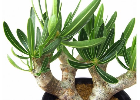 パキポディウム　イノピナツム　Pachypodium inopinatum