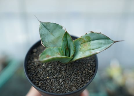 アガベ　チタノタ　ホワイトアイス 　agave titanota whiteice