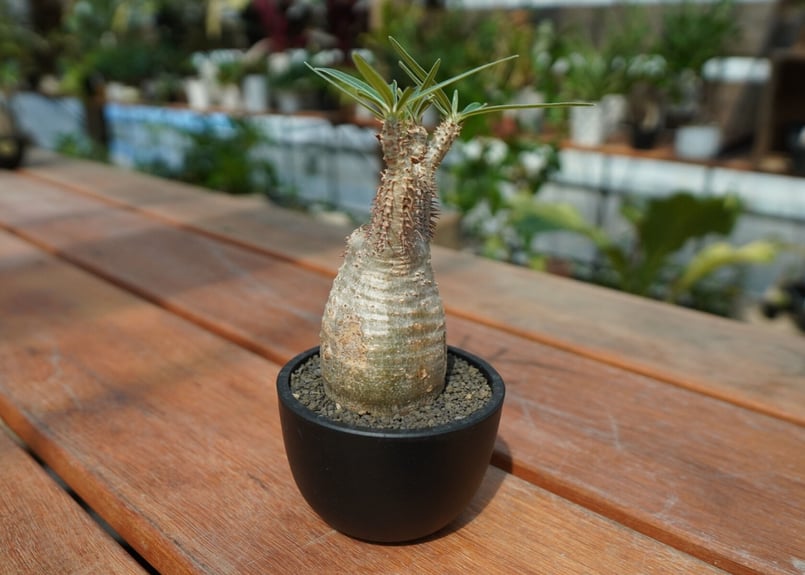 発根管理中】パキポディウム グラキリス Pachypodium Gracilius No