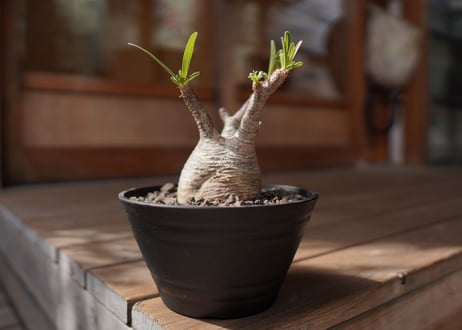 パキポディウム　グラキリス　 Pachypodium Gracilius