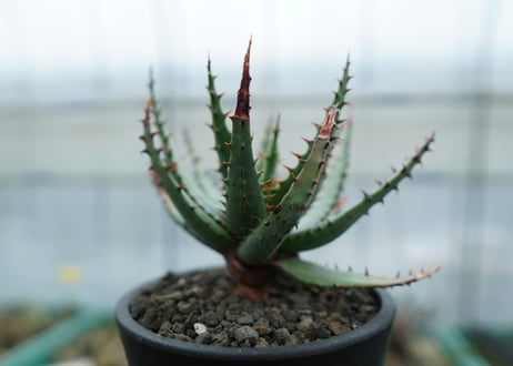 アロエ　ブルームⅡ　Aloe broomⅡ