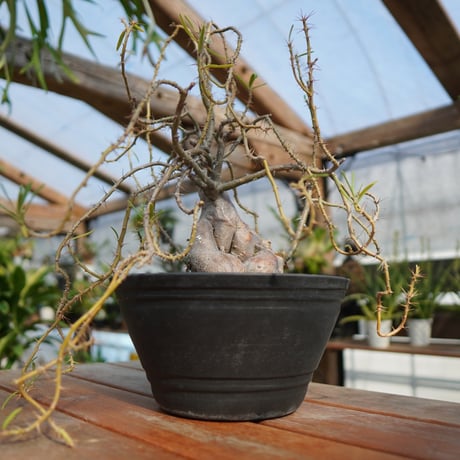 succulentum | STORES