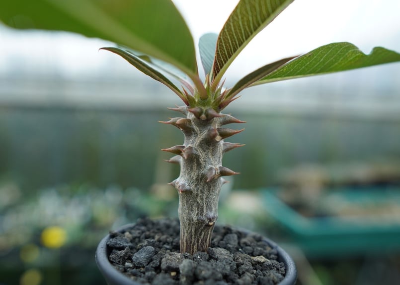 パキポディウム バロニー Pachypodium baronii | mana's farm: