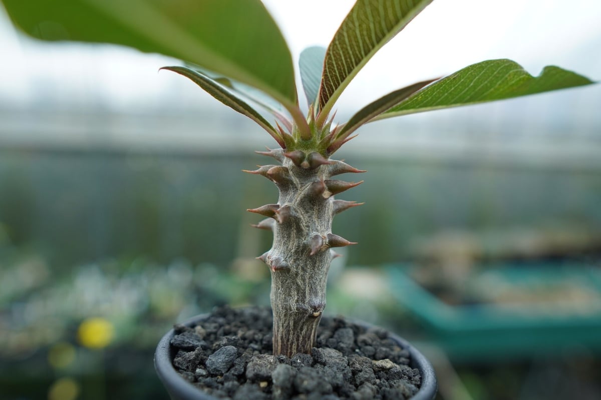 パキポディウム バロニー Pachypodium baronii | mana's farm: