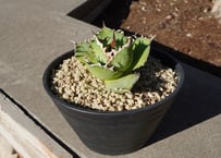 パキポディウム ラメリー ラモスム 国内実生 | mana's farm:塊根植物