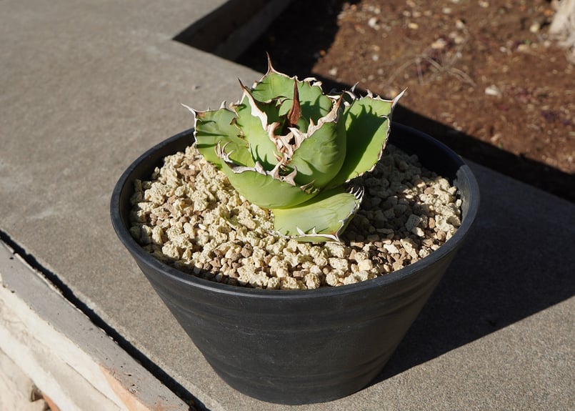 アガベ チタノタ FO-76 | mana's farm:塊根植物・アガベ・ドライ