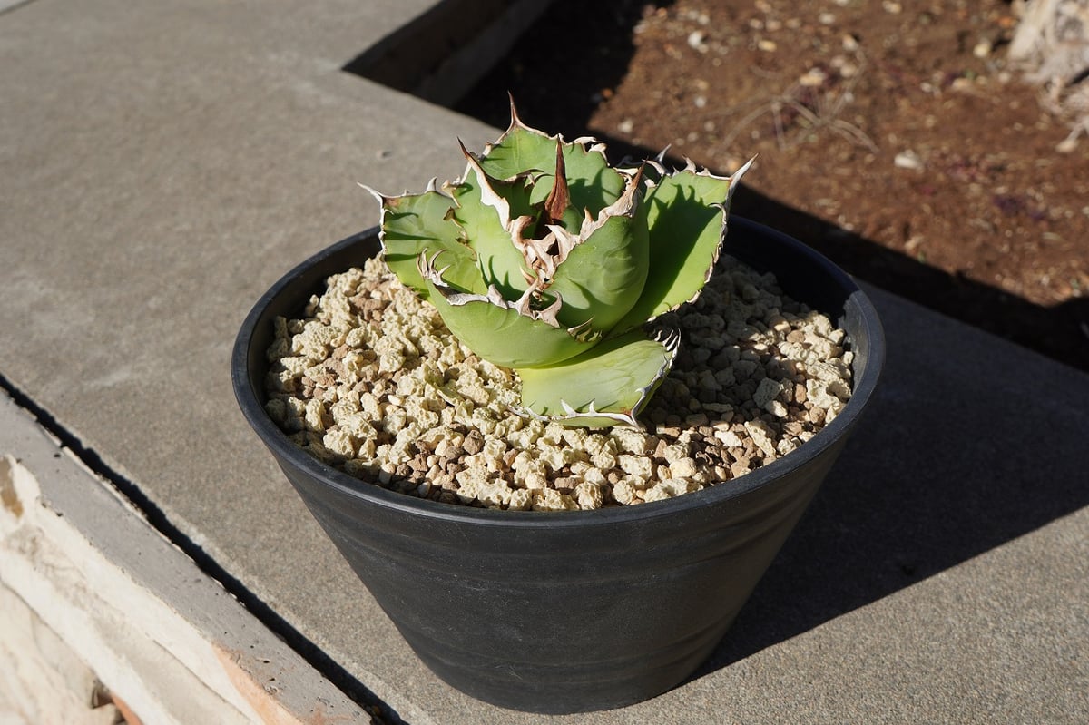 アガベ チタノタ FO-76 | mana's farm:塊根植物・アガベ・ドライ