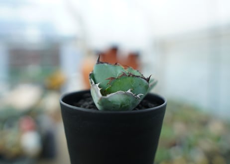 アガベ　チタノタ　 ブラックアンドブルー 　Agave titanota black and blue　No.1