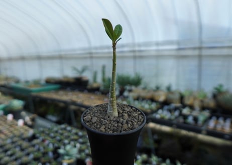 アデニウム　Adenium