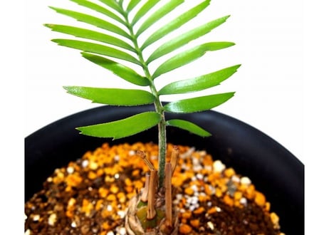 Encephalartos longifolius　エンセファラルトス　ロンギフォリウス