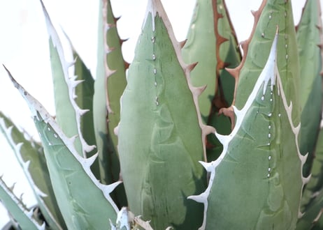 Agave purpusorum syn A horrida ssp perotensis